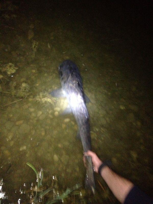 pestisori de aur - img-20130428-wa0003.jpg